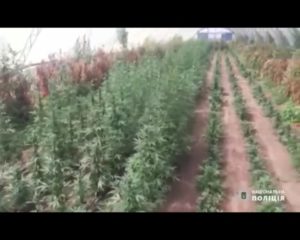 Запоріжжя Поліція знайшла наркоплантації на 4,5 млн грн