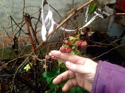 аномалии погоды, гидрометцентр, малина, непогода, новости Харькова, погода, погода в Украине, погода в Харькове, Харьков