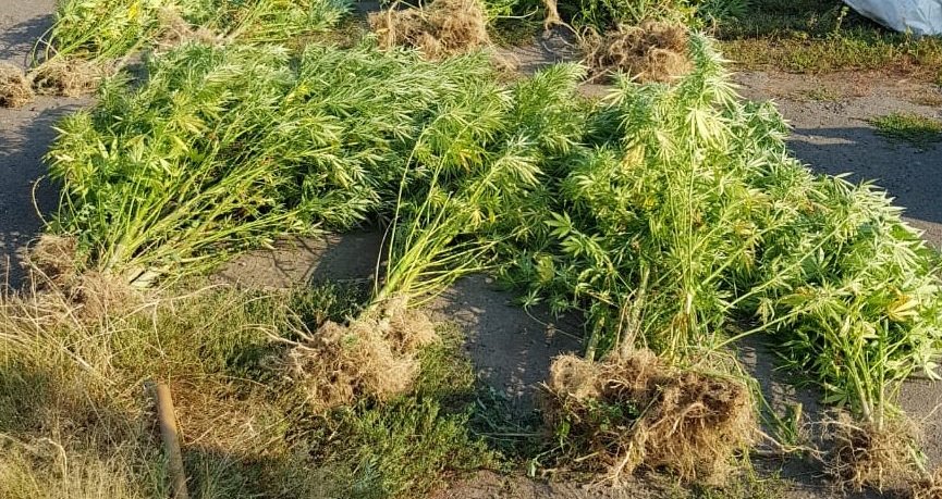 На Закарпатті поліція виявила плантацію коноплі