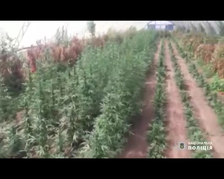 Запоріжжя Поліція знайшла наркоплантації на 4,5 млн грн