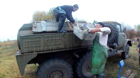 На Харківщині у водойми випустили 9,7 тис. екз. рослиноїдних видів риб