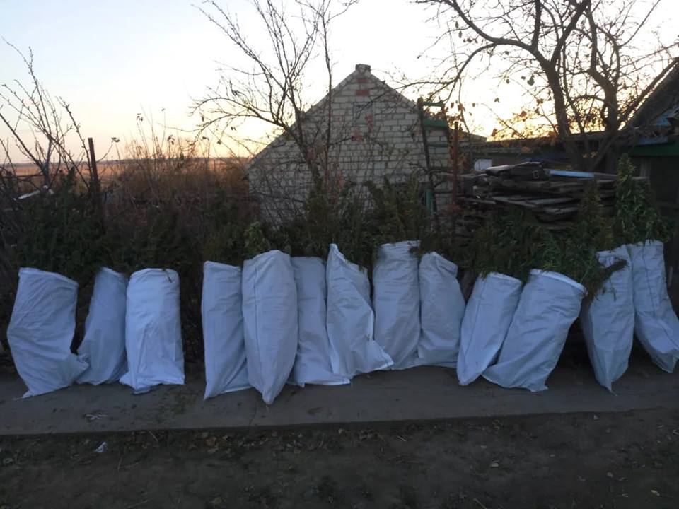 На Херсонщині знайшли плантацію коноплі на 2 млн грн