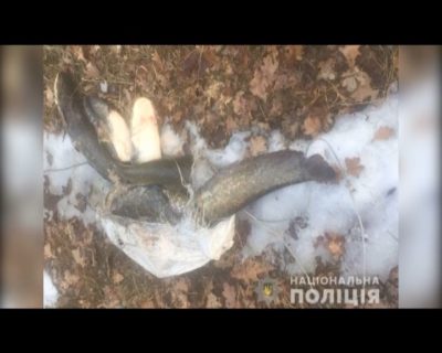 припять рыбалка